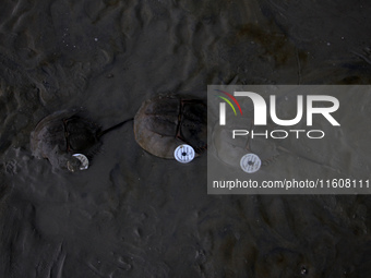 Members of the Zoological Survey of India (ZSI) are seen tagging horseshoe crabs with tracking devices as part of their research in the Inch...