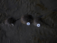 Members of the Zoological Survey of India (ZSI) are seen tagging horseshoe crabs with tracking devices as part of their research in the Inch...