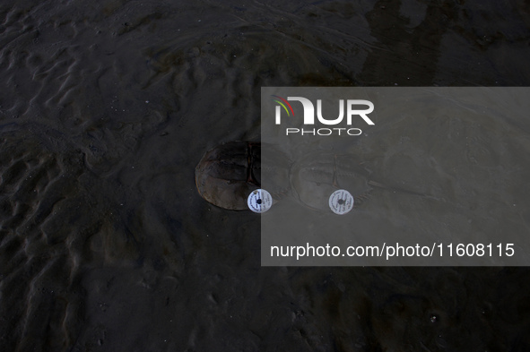 Members of the Zoological Survey of India (ZSI) are seen tagging horseshoe crabs with tracking devices as part of their research in the Inch...