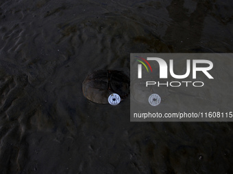 Members of the Zoological Survey of India (ZSI) are seen tagging horseshoe crabs with tracking devices as part of their research in the Inch...