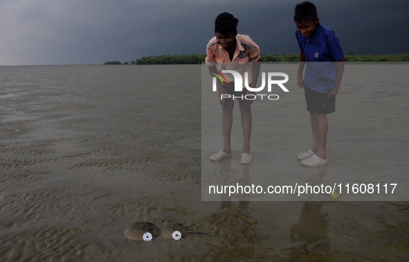 Members of the Zoological Survey of India (ZSI) are seen tagging horseshoe crabs with tracking devices as part of their research in the Inch...