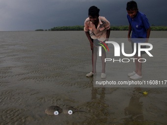 Members of the Zoological Survey of India (ZSI) are seen tagging horseshoe crabs with tracking devices as part of their research in the Inch...