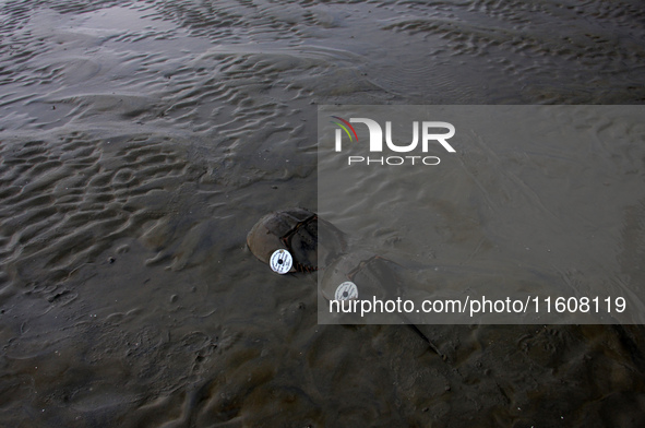 Members of the Zoological Survey of India (ZSI) are seen tagging horseshoe crabs with tracking devices as part of their research in the Inch...