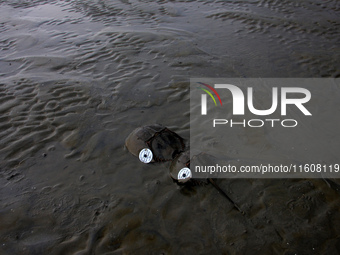 Members of the Zoological Survey of India (ZSI) are seen tagging horseshoe crabs with tracking devices as part of their research in the Inch...