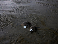 Members of the Zoological Survey of India (ZSI) are seen tagging horseshoe crabs with tracking devices as part of their research in the Inch...