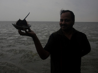 Members of the Zoological Survey of India (ZSI) are seen tagging horseshoe crabs with tracking devices as part of their research in the Inch...