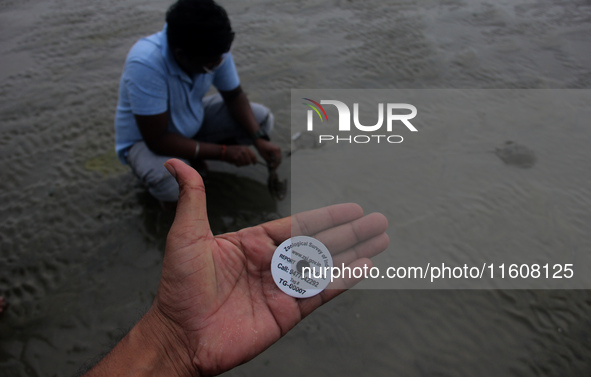 Members of the Zoological Survey of India (ZSI) are seen tagging horseshoe crabs with tracking devices as part of their research in the Inch...