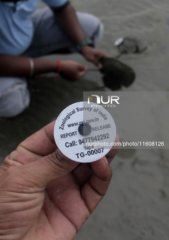 Members of the Zoological Survey of India (ZSI) are seen tagging horseshoe crabs with tracking devices as part of their research in the Inch...