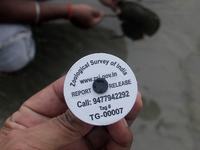 Members of the Zoological Survey of India (ZSI) are seen tagging horseshoe crabs with tracking devices as part of their research in the Inch...