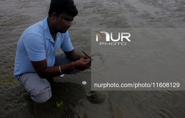 Members of the Zoological Survey of India (ZSI) are seen tagging horseshoe crabs with tracking devices as part of their research in the Inch...