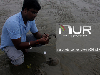 Members of the Zoological Survey of India (ZSI) are seen tagging horseshoe crabs with tracking devices as part of their research in the Inch...