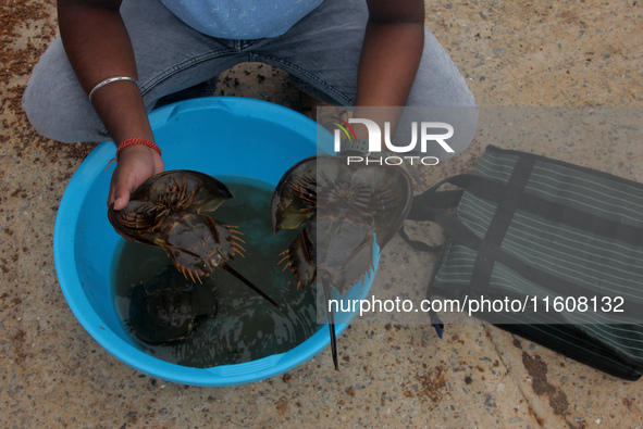 Members of the Zoological Survey of India (ZSI) are seen tagging horseshoe crabs with tracking devices as part of their research in the Inch...