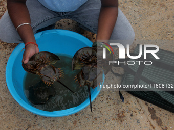 Members of the Zoological Survey of India (ZSI) are seen tagging horseshoe crabs with tracking devices as part of their research in the Inch...