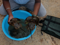 Members of the Zoological Survey of India (ZSI) are seen tagging horseshoe crabs with tracking devices as part of their research in the Inch...