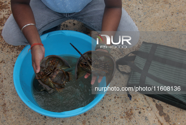 Members of the Zoological Survey of India (ZSI) are seen tagging horseshoe crabs with tracking devices as part of their research in the Inch...