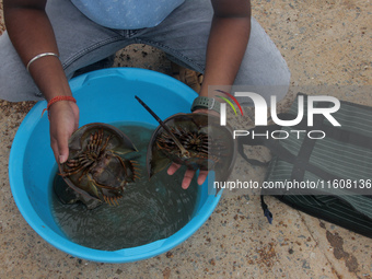 Members of the Zoological Survey of India (ZSI) are seen tagging horseshoe crabs with tracking devices as part of their research in the Inch...