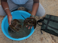 Members of the Zoological Survey of India (ZSI) are seen tagging horseshoe crabs with tracking devices as part of their research in the Inch...