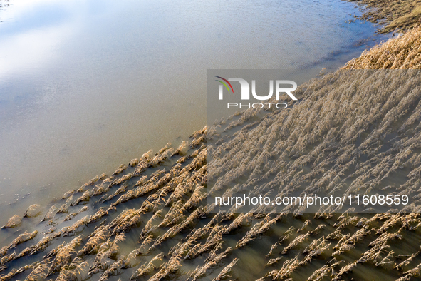 Flooded corn crop is seen on September 25, 2024 on an agricultural field near Nysa as massive flooding affected large agricultural areas in...