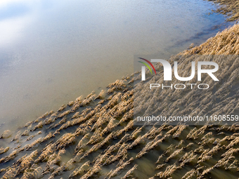 Flooded corn crop is seen on September 25, 2024 on an agricultural field near Nysa as massive flooding affected large agricultural areas in...