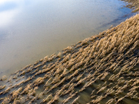 Flooded corn crop is seen on September 25, 2024 on an agricultural field near Nysa as massive flooding affected large agricultural areas in...