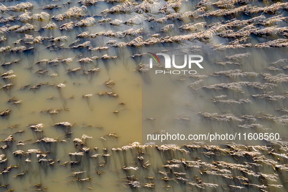 Flooded corn crop is seen on September 25, 2024 on an agricultural field near Nysa as massive flooding affected large agricultural areas in...