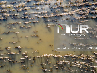 Flooded corn crop is seen on September 25, 2024 on an agricultural field near Nysa as massive flooding affected large agricultural areas in...