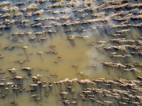 Flooded corn crop is seen on September 25, 2024 on an agricultural field near Nysa as massive flooding affected large agricultural areas in...