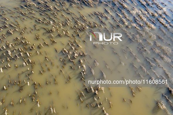 Flooded corn crop is seen on September 25, 2024 on an agricultural field near Nysa as massive flooding affected large agricultural areas in...