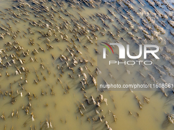 Flooded corn crop is seen on September 25, 2024 on an agricultural field near Nysa as massive flooding affected large agricultural areas in...