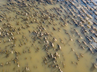 Flooded corn crop is seen on September 25, 2024 on an agricultural field near Nysa as massive flooding affected large agricultural areas in...