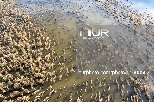 Flooded corn crop is seen on September 25, 2024 on an agricultural field near Nysa as massive flooding affected large agricultural areas in...