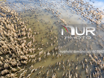 Flooded corn crop is seen on September 25, 2024 on an agricultural field near Nysa as massive flooding affected large agricultural areas in...