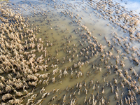 Flooded corn crop is seen on September 25, 2024 on an agricultural field near Nysa as massive flooding affected large agricultural areas in...