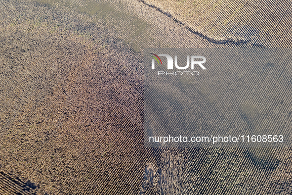 Flooded corn crop is seen on September 25, 2024 on an agricultural field near Nysa as massive flooding affected large agricultural areas in...