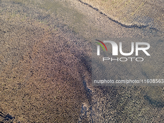 Flooded corn crop is seen on September 25, 2024 on an agricultural field near Nysa as massive flooding affected large agricultural areas in...