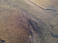 Flooded corn crop is seen on September 25, 2024 on an agricultural field near Nysa as massive flooding affected large agricultural areas in...