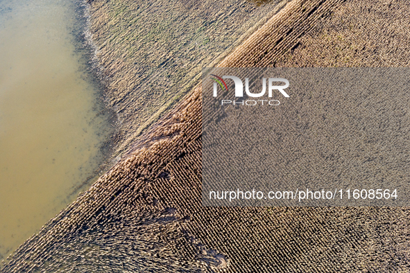 Flooded corn crop is seen on September 25, 2024 on an agricultural field near Nysa as massive flooding affected large agricultural areas in...