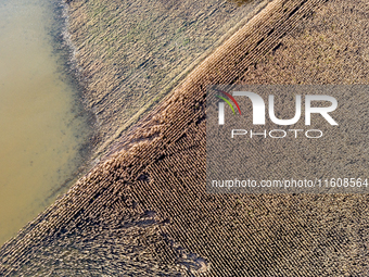 Flooded corn crop is seen on September 25, 2024 on an agricultural field near Nysa as massive flooding affected large agricultural areas in...