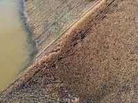 Flooded corn crop is seen on September 25, 2024 on an agricultural field near Nysa as massive flooding affected large agricultural areas in...