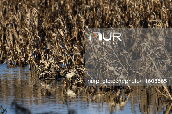 Flooded corn crop is seen on September 25, 2024 on an agricultural field near Nysa as massive flooding affected large agricultural areas in...