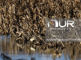 Flooded corn crop is seen on September 25, 2024 on an agricultural field near Nysa as massive flooding affected large agricultural areas in...