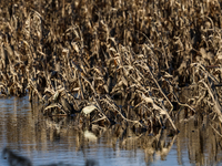 Flooded corn crop is seen on September 25, 2024 on an agricultural field near Nysa as massive flooding affected large agricultural areas in...