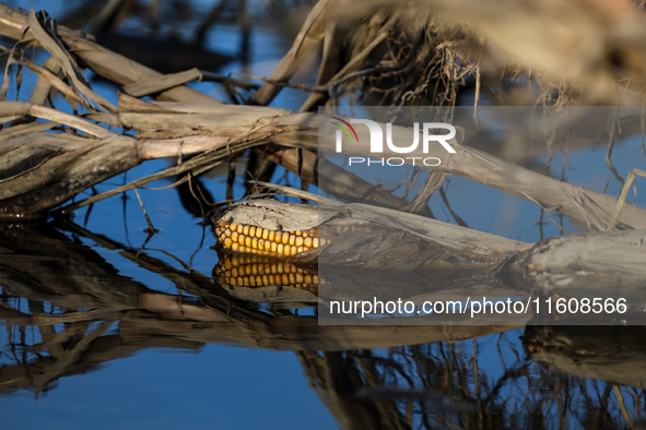 Flooded corn crop is seen on September 25, 2024 on an agricultural field near Nysa as massive flooding affected large agricultural areas in...