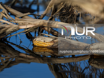 Flooded corn crop is seen on September 25, 2024 on an agricultural field near Nysa as massive flooding affected large agricultural areas in...