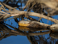 Flooded corn crop is seen on September 25, 2024 on an agricultural field near Nysa as massive flooding affected large agricultural areas in...