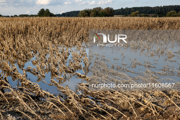 Flooded corn crop is seen on September 25, 2024 on an agricultural field near Nysa as massive flooding affected large agricultural areas in...