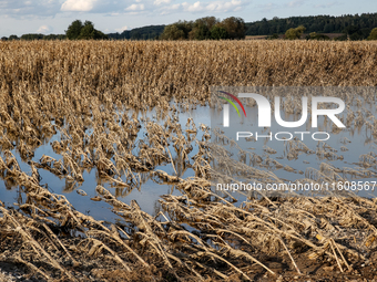 Flooded corn crop is seen on September 25, 2024 on an agricultural field near Nysa as massive flooding affected large agricultural areas in...