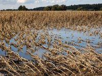 Flooded corn crop is seen on September 25, 2024 on an agricultural field near Nysa as massive flooding affected large agricultural areas in...