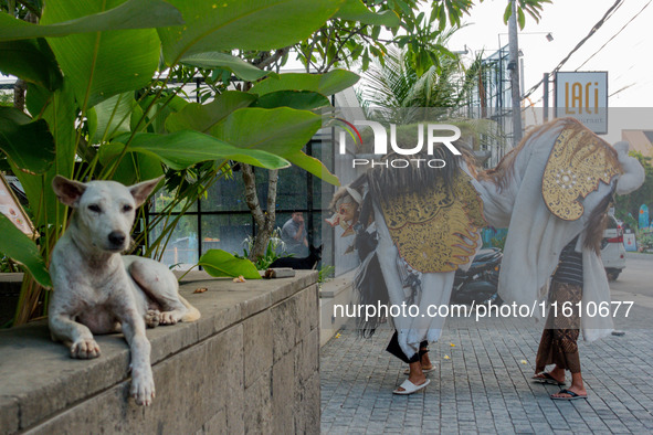 A group of children is seen performing Ngelawang, a traditional ritual featuring the Barong Bangkung, a barong with the head of a wild boar,...