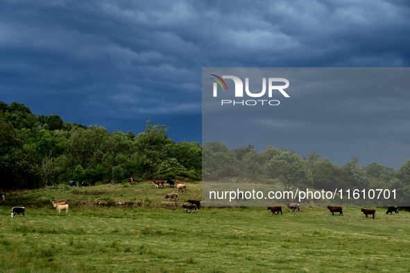 Cows and thunderstorms during storm Aitor in Veranne, France, on September 26, 2024. 